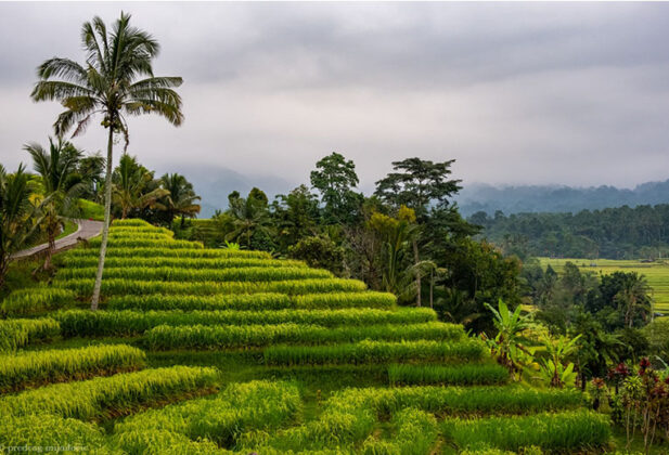 Predrag Mijailović fotografija nusantara bali fotograf indonezija priroda ljudi pirinac